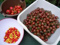Tomaten Sept. 2011(19).webp