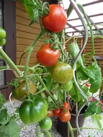 Tomaten Sept. 2011(6).webp