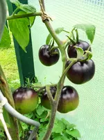 Tomaten Sept. 2011(7).webp