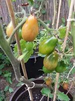Tomaten Sept. 2011(8).webp