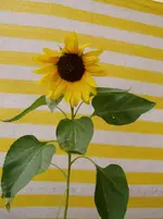 Staudensonnenblume 1.webp