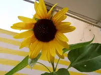 Staudensonnenblume 2.webp