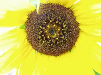 Staudensonnenblume 4.webp