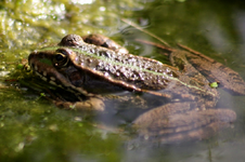 Fröschis (2).webp