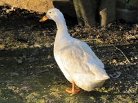 tn_IMG_6009 v.webp