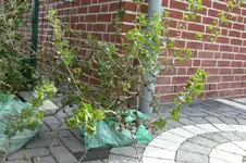 Stachelbeere1.webp