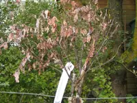 IMG_1929.webp