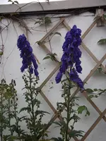 DSCF1237.webp