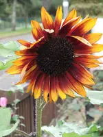 DSCF1240.webp