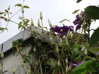 DSCF1245.webp