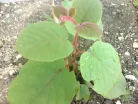 haus 00048.webp