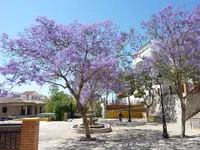 baum_andalusien.webp baum_andalusien.webp