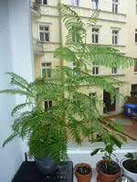 baum_hier1.webp baum_hier1.webp