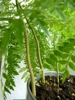 baum_hier2.webp baum_hier2.webp