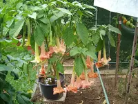ALIM3363.webp