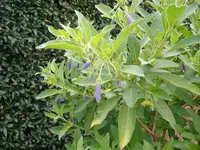 ALIM3365.webp