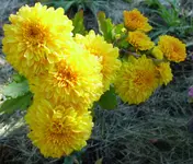 goldene Herbstastern.webp