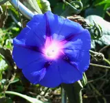 leuchtende Prunkwinde.webp