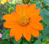 mexikanische Sonnenblume.webp