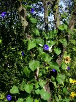 toter Kirschbaum mit neuem Leben.webp