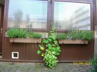 Kräuter 100_0619 (Medium).webp