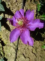 Clematis157.webp