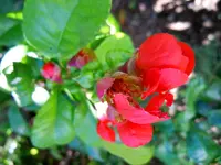 Zierquitte147.webp