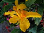 Canna064.JPG