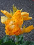 Canna077.JPG