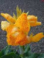 Canna077.webp