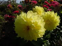 Dahlien143.webp