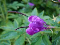 SpinnenblumeWT006.webp