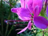 SpinnenblumeWT007.webp