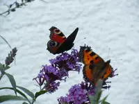 Schmetterling033.webp