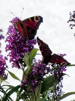 Schmetterling058.webp