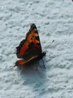 Schmetterling073.webp