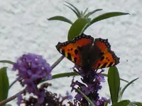Schmetterling068.webp