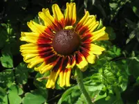 IMG_7132_1067x800.webp