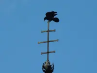 Krähe-17-09-2011-084.webp