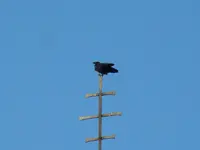 Krähe-17-09-2011-089.webp