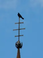 Krähe-17-09-2011-075.webp