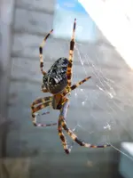 Spinne002.webp