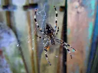 Spinne004.webp