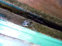Spinne005.webp
