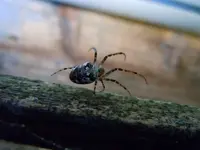 Spinne006.webp
