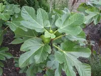 Bild 626.webp