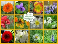 das blueht heute bei uns 19.9.2011.webp