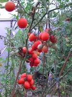 BILD0233.webp