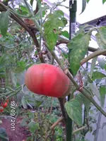 BILD0234.webp