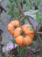 BILD0235.webp